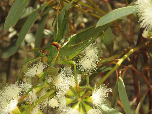 Terpandrus eucla · iNaturalist