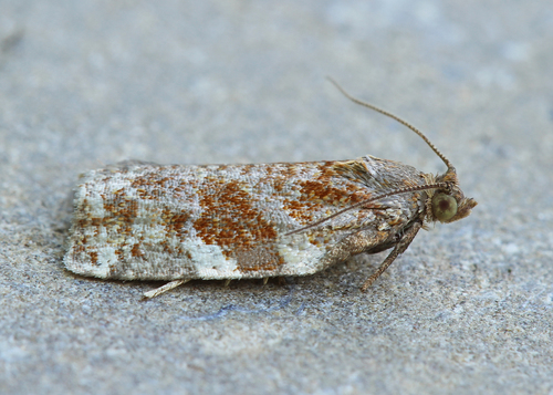 Archips myricana
