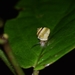 Helicina nemoralis - Photo (c) Rainer Deo, all rights reserved, uploaded by Rainer Deo