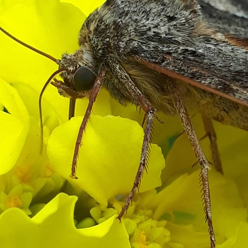 Catocala helena