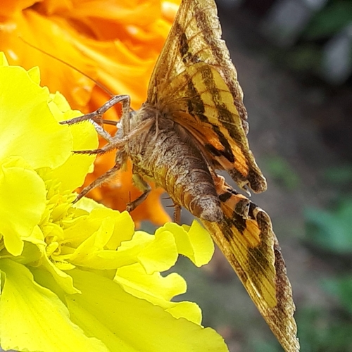 Catocala helena