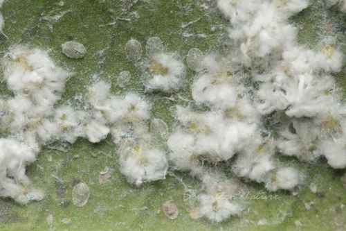 Dialeuropora photiniana · iNaturalist