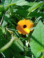 Thunbergia alata image