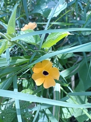 Thunbergia alata image