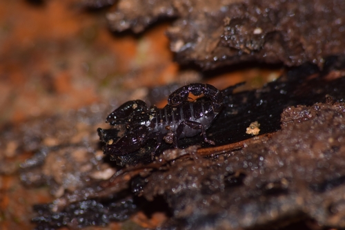 Broteochactas laui · NaturaLista Mexico