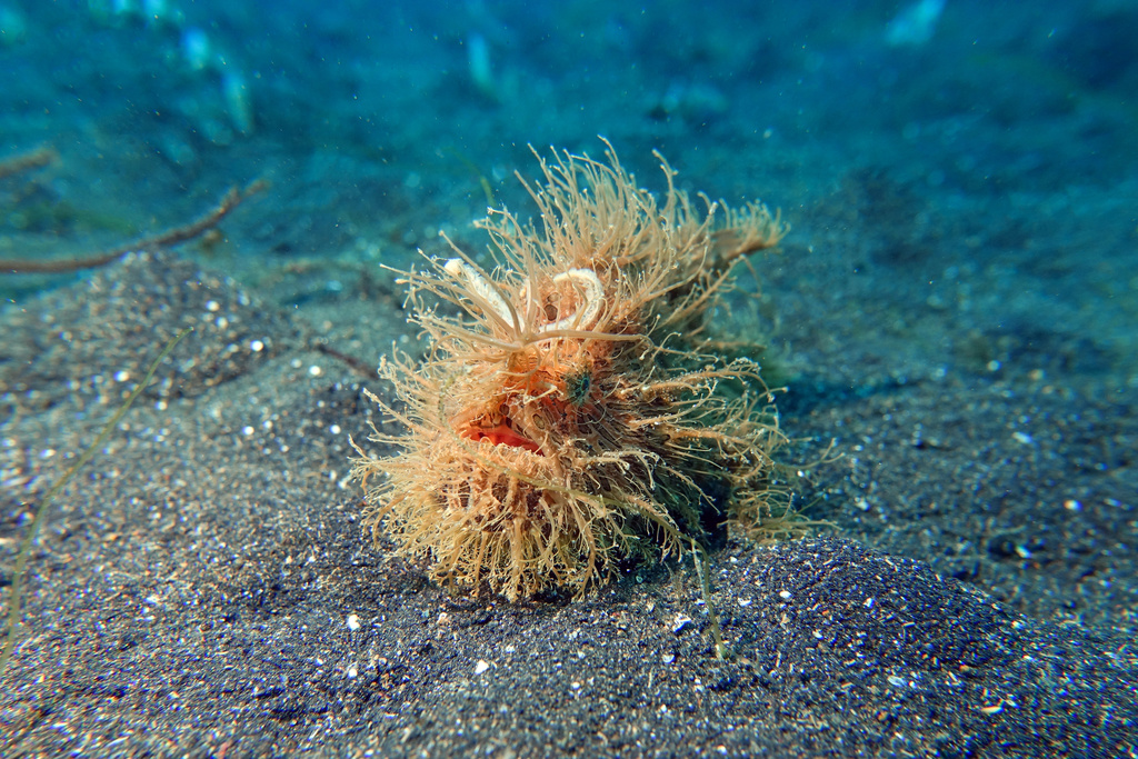 Hairy frogfish