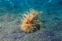 Hairy frogfish
