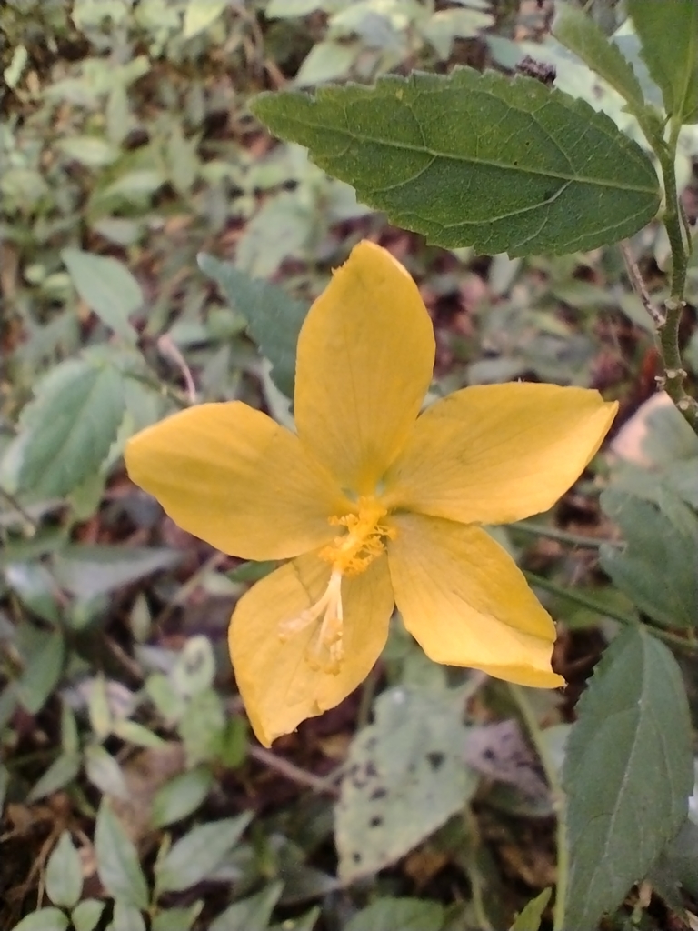 Shell Floreal shell flower from Quilombo on January 18, 2022 at 12:44 PM by Cristóvão ...