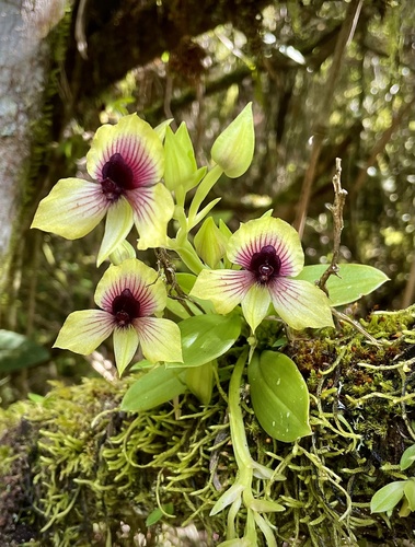 Telipogon latifolius