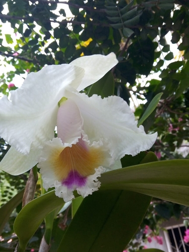 Four-Colored Cattleya