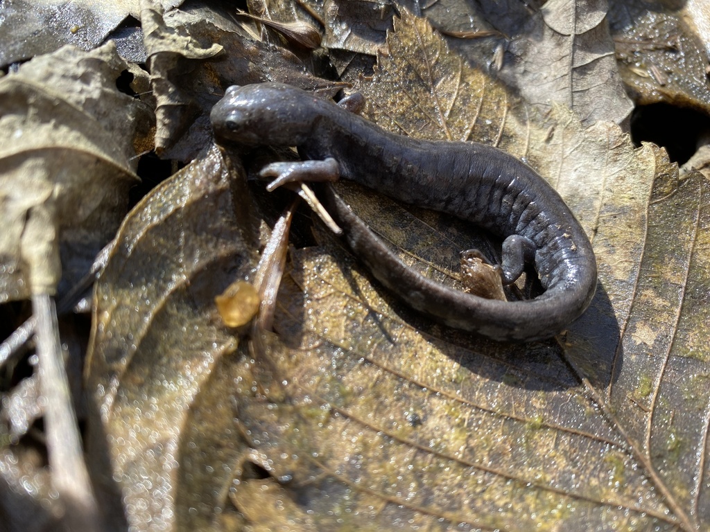 Unisexual Mole Salamander from Cuyahoga River, Peninsula, OH, US on ...