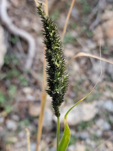 soft feather pappusgrass (Enneapogon cenchroides)