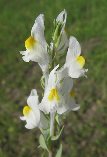 Linaria latifolia