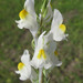 Linaria latifolia - Photo (c) Ori Fragman-Sapir, all rights reserved, uploaded by Ori Fragman-Sapir