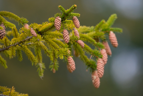 Siberian spruce
