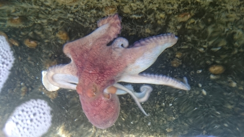 Mexican Four-eyed Octopus