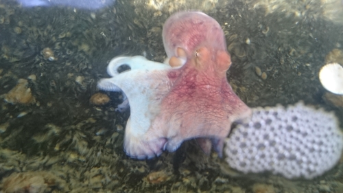 Mexican Four-eyed Octopus