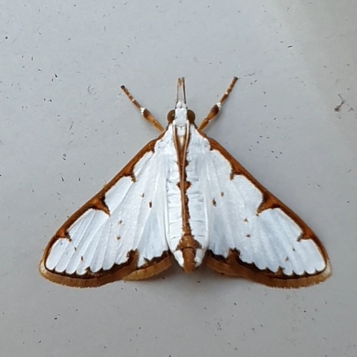 Cirrhochrista brizoalis Walker, 1859