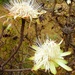 Protea angolensis divaricata - Photo (c) Brad Kremer, todos os direitos reservados, uploaded by Brad Kremer