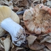 Russula grundii - Photo (c) Michelle C. Torres-Grant, all rights reserved, uploaded by Michelle C. Torres-Grant