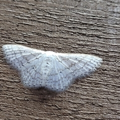 Image of Scopula benitaria