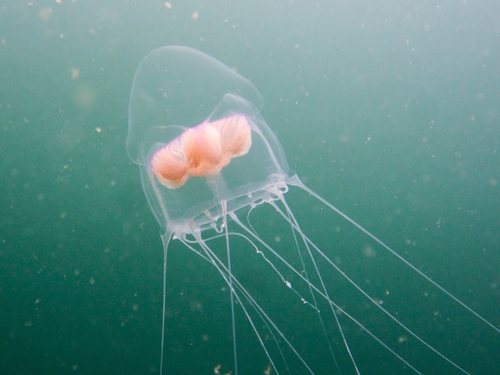 Catablema vesicarium