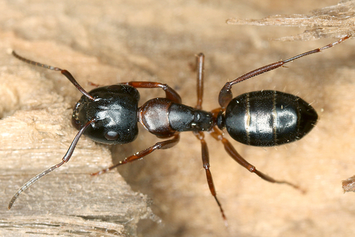 Camponotus fallax (Nylander, 1856)