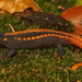 Tiannan Crocodile Newt - Photo (c) Henk Wallays, all rights reserved