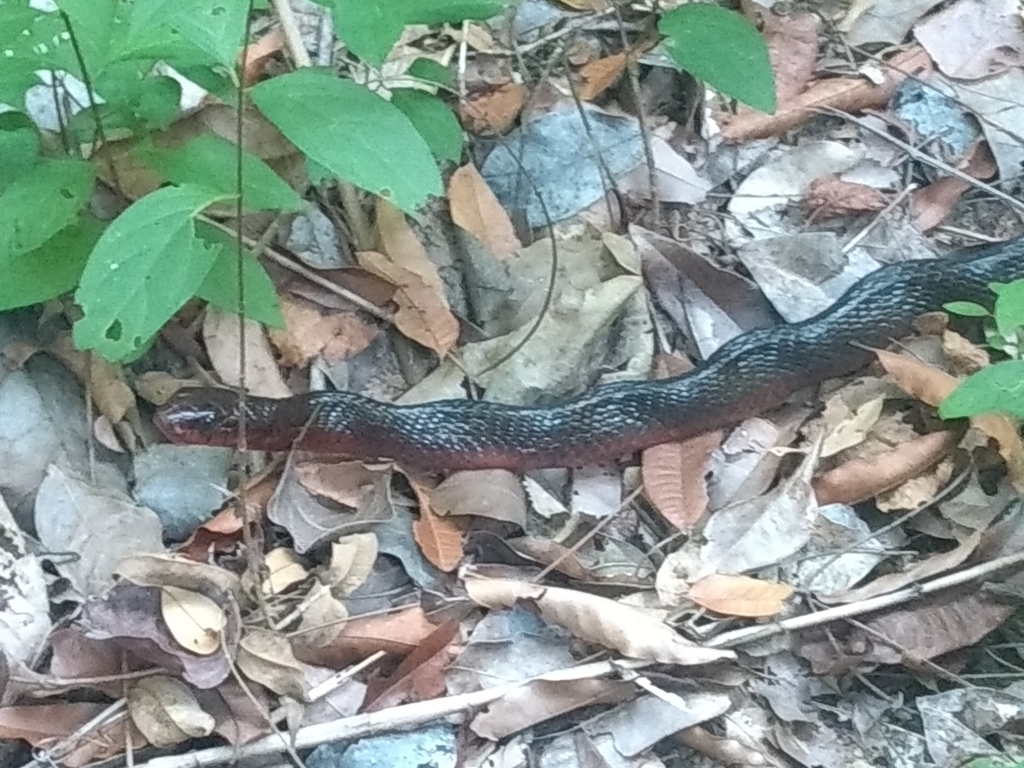 Amazon Puffing Snake from RPPN Feliciano Miguel Abdala - Preserve ...