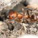 European Amazon Ant - Photo (c) gernotkunz, all rights reserved, uploaded by gernotkunz
