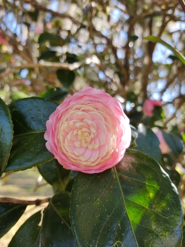 Pitard's Camellia (Camellia pitardii)