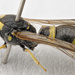 Symmorphus gracilis - Photo (c) Paul Vignac, todos los derechos reservados, subido por Paul Vignac