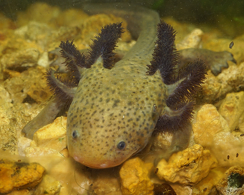Lake Pátzcuaro Salamander