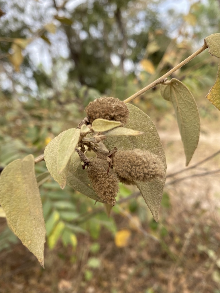 Helicteres lanata (Helicteres lanata)