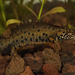 Triturus dobrogicus - Photo (c) Henk Wallays, todos los derechos reservados