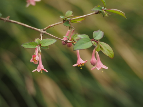 Lonicera gracilipes  iNaturalist