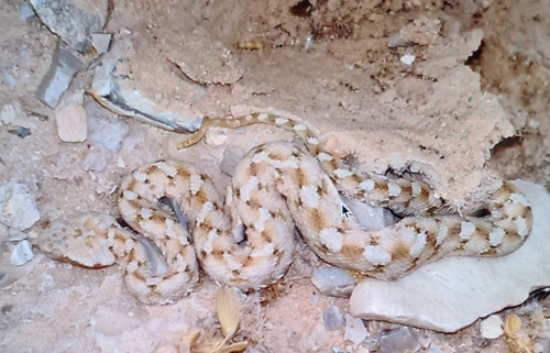Palestine Saw-scaled Viper