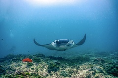 Reef manta ray