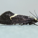 Skunk Moth - Photo (c) Michael King, all rights reserved, uploaded by Michael King