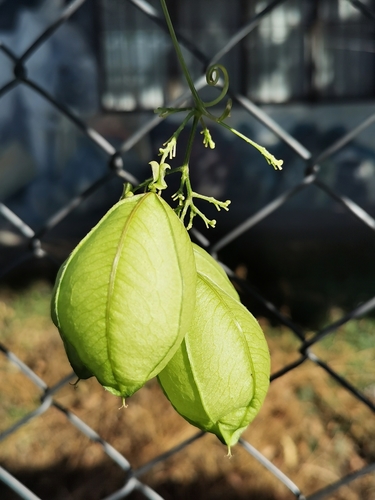 Cardiospermum grandiflorum image