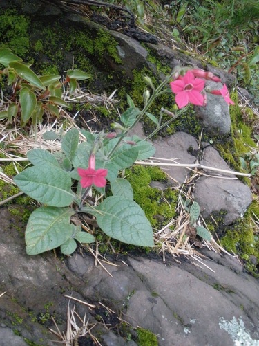 Red Tobacco (Nicotiana forgetiana)