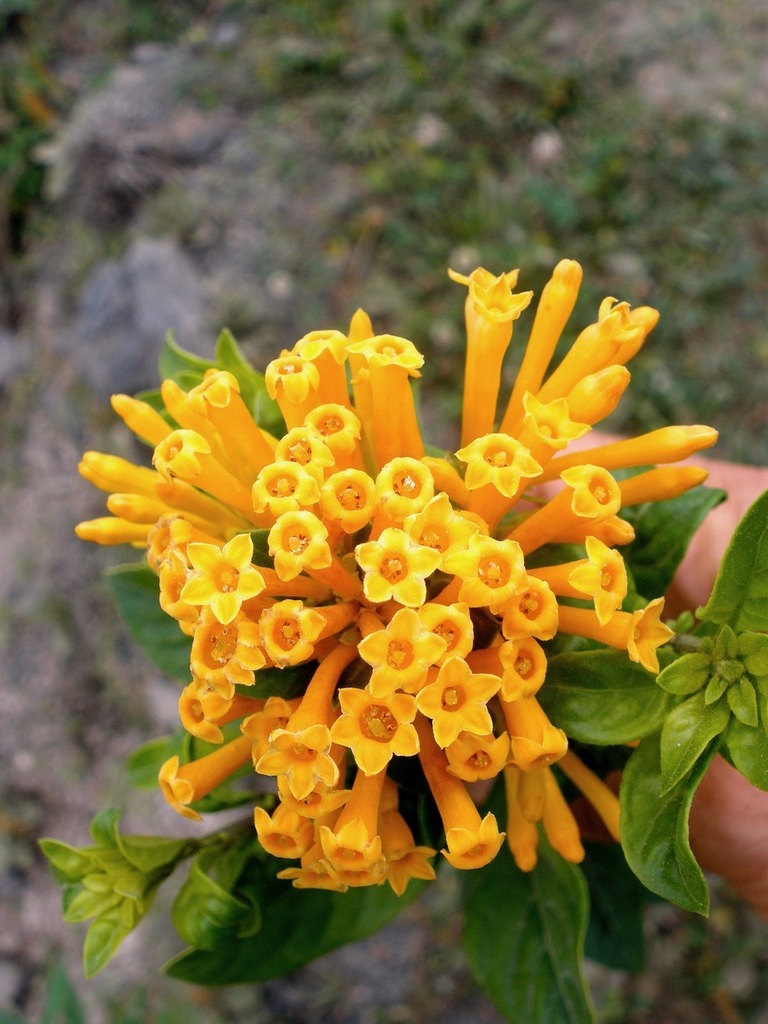 Nicotiana