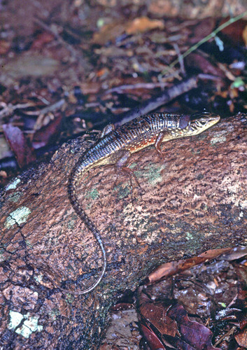 Red-legged Girdled Lizard