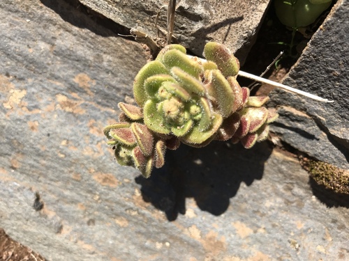 Aichryson villosum