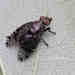 Platystoma mandschuricum - Photo (c) Kaniska, all rights reserved, uploaded by Kaniska
