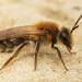 Andrena praecox - Photo (c) Henk Wallays, todos los derechos reservados