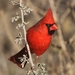 Northern Cardinal - Photo (c) Tripp Davenport, all rights reserved
