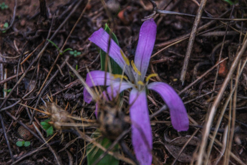 Colchicum filifolium