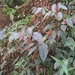 Begonia buimontana - Photo (c) 劉俊佑, kaikki oikeudet pidätetään, lähettänyt 劉俊佑