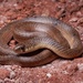 Scorpion Snake - Photo (c) Arthur de Sena, all rights reserved, uploaded by Arthur de Sena